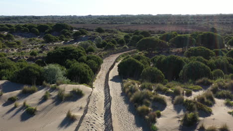 Beautiful-path-in-the-sand-with-trees-and-vegetation-heading-to-the-beach-aerial